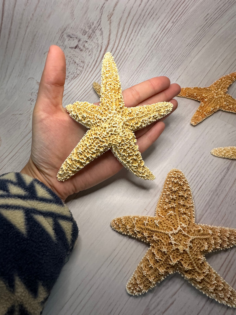 Mutant Freak Sugar Starfish