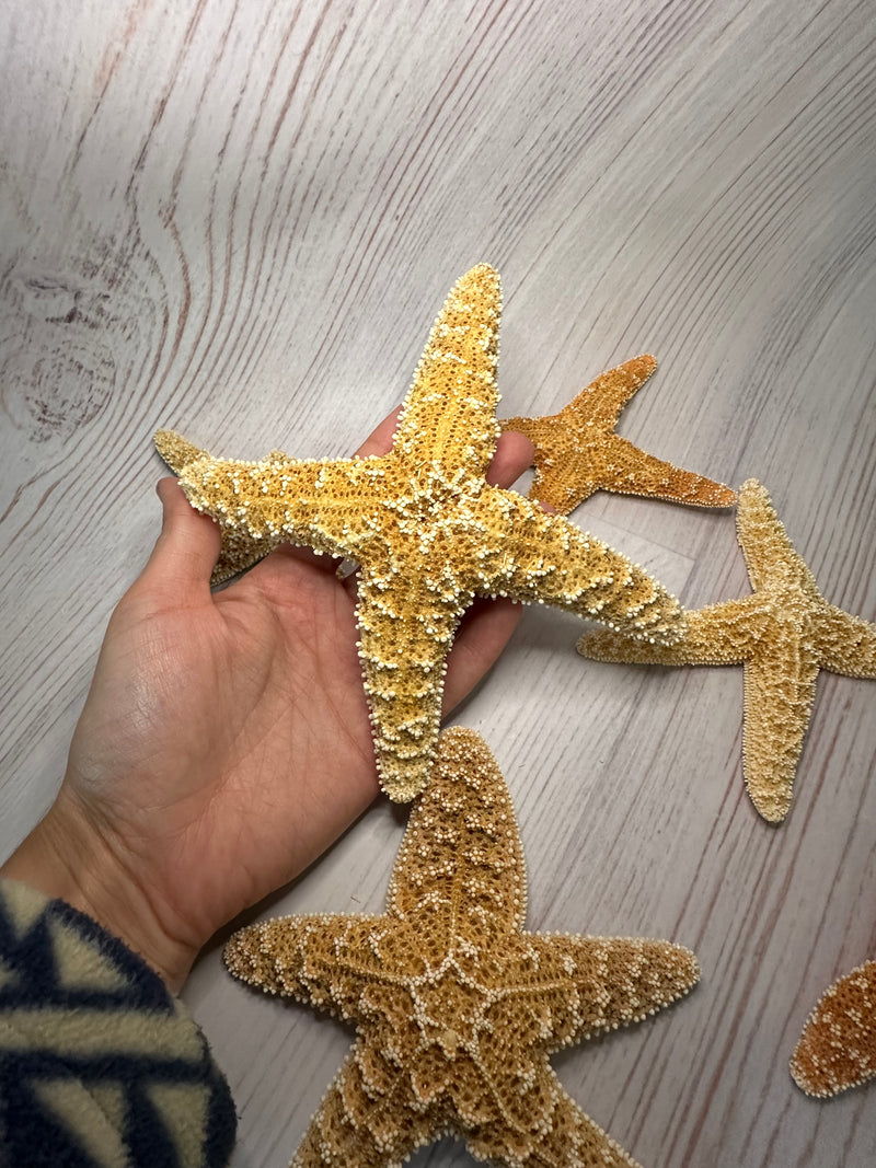 Mutant Freak Sugar Starfish