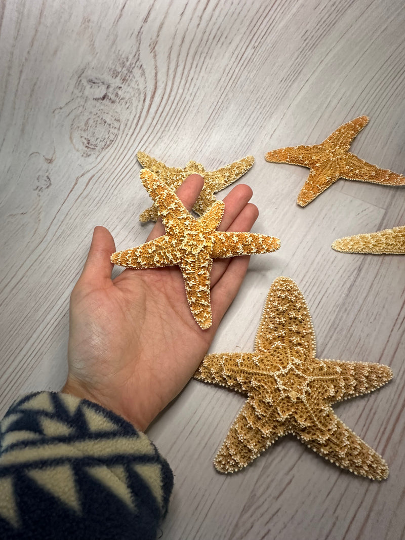 Mutant Freak Sugar Starfish