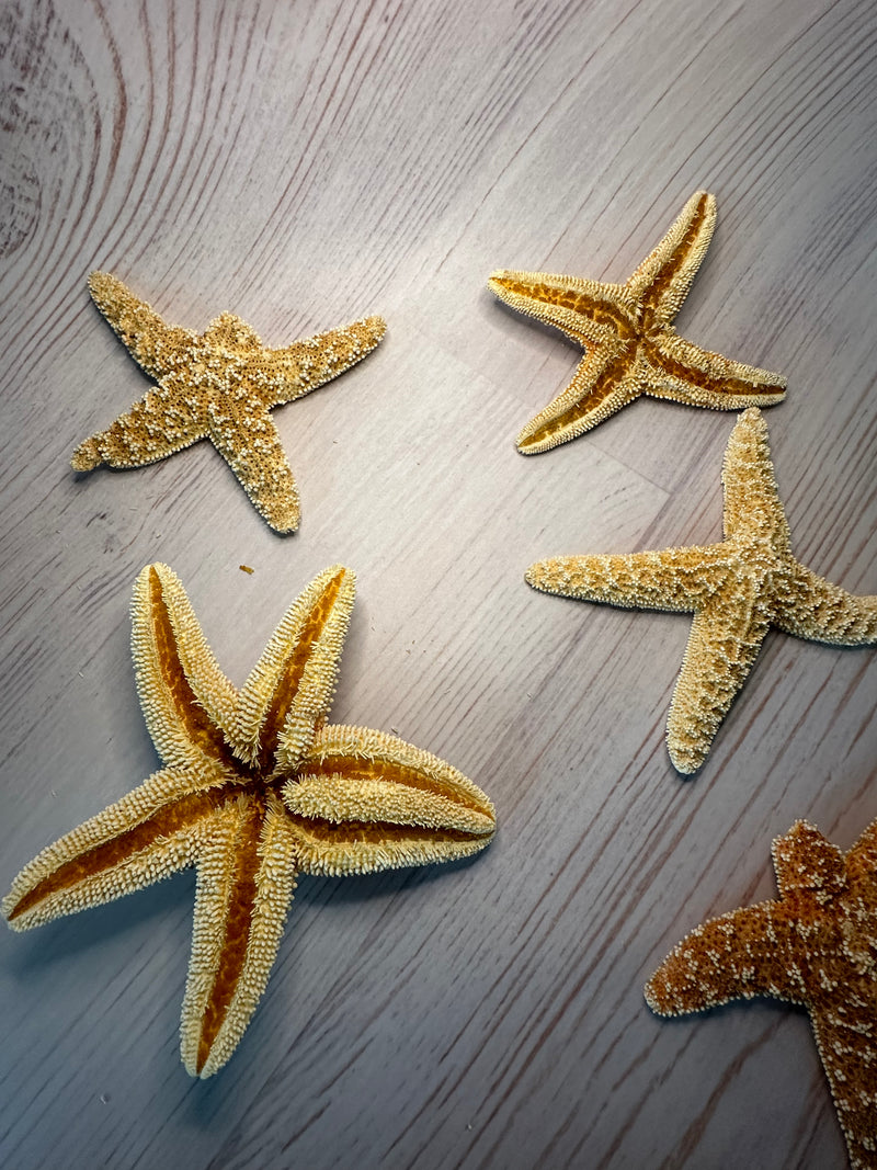 Mutant Freak Sugar Starfish