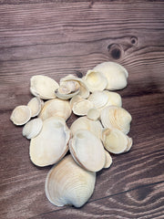 A collection of assorted Cockles & Clams shells in varying sizes ranging from under 1 inch to 4 inches, displayed on a textured wooden surface, showcasing their natural, neutral tones.