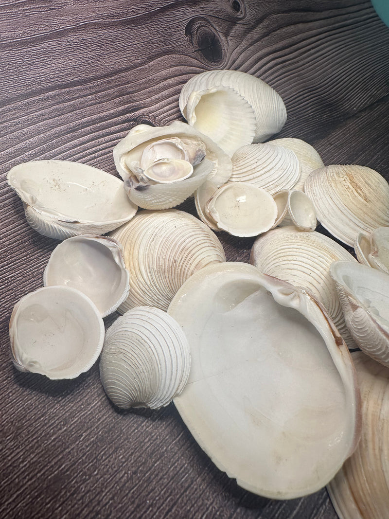 A collection of assorted Cockles & Clams shells in varying sizes ranging from under 1 inch to 4 inches, displayed on a textured wooden surface, showcasing their natural, neutral tones.