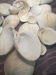 A collection of assorted Cockles & Clams shells in varying sizes ranging from under 1 inch to 4 inches, displayed on a textured wooden surface, showcasing their natural, neutral tones.