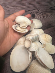 A collection of assorted Cockles & Clams shells in varying sizes ranging from under 1 inch to 4 inches, displayed on a textured wooden surface, showcasing their natural, neutral tones.