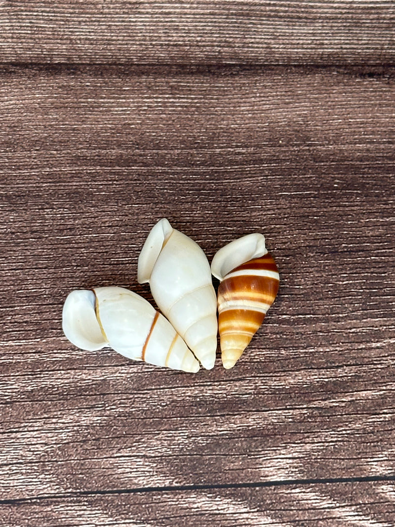 Three Chrysallis Dolichostyla virgata land snail shells arranged on a wooden surface, each featuring different brown and white spiral patterns.