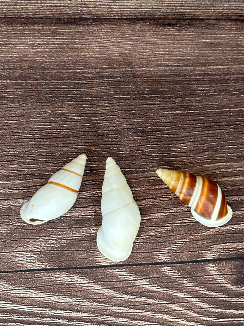 Three Chrysallis Dolichostyla virgata land snail shells arranged on a wooden surface, each featuring different brown and white spiral patterns.