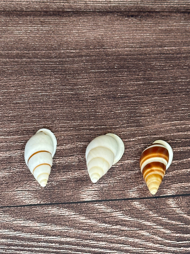 Three Chrysallis Dolichostyla virgata land snail shells arranged on a wooden surface, each featuring different brown and white spiral patterns.