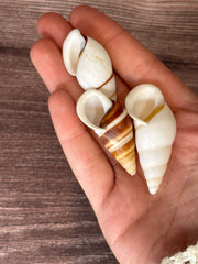 Hand holding three Chrysallis Dolichostyla virgata land snail shells, each displaying unique brown and white spiral patterns.