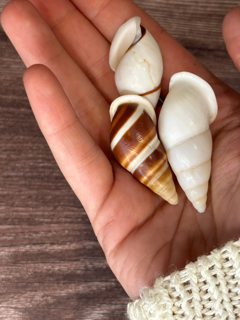 Hand holding three Chrysallis Dolichostyla virgata land snail shells, each displaying unique brown and white spiral patterns.