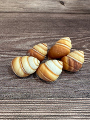 Five Phoenucobius aratus land snail shells with brown and cream spiral patterns, displayed on a wooden surface. 