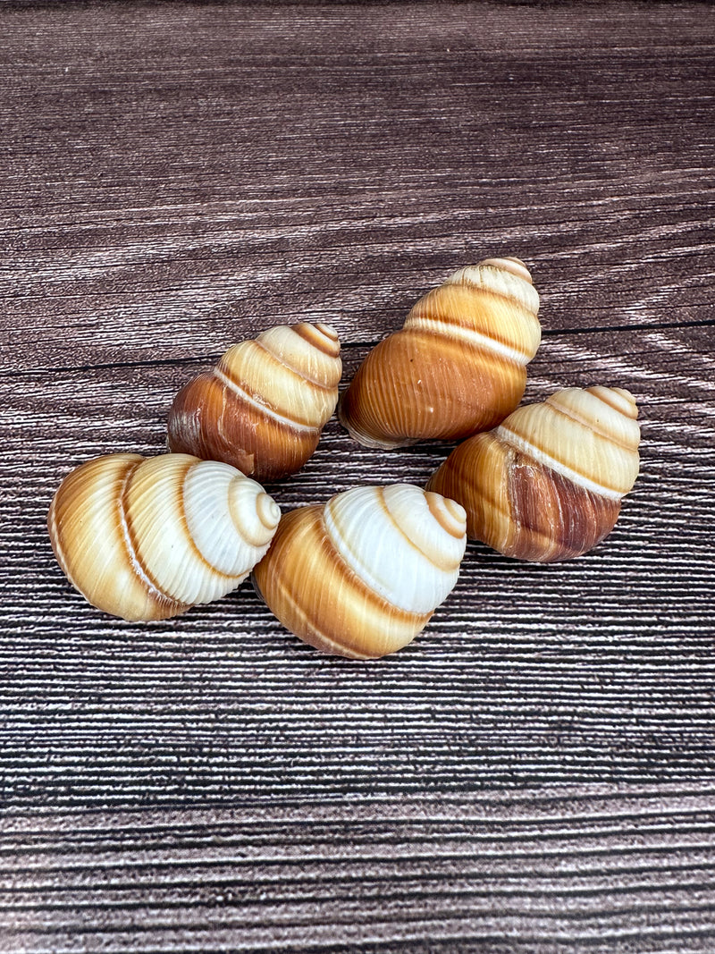 Five Phoenucobius aratus land snail shells with brown and cream spiral patterns, displayed on a wooden surface. 