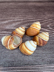 Five Phoenucobius aratus land snail shells with brown and cream spiral patterns, displayed on a wooden surface. 