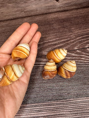 Three Phoenucobius aratus land snail shells with brown and cream spiral patterns, displayed on a wooden surface. Two land snails in hand.