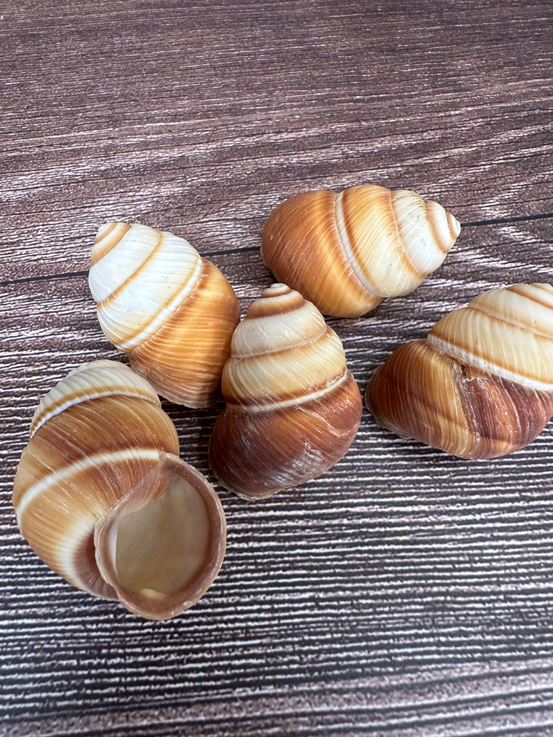 Five Phoenucobius aratus land snail shells with brown and cream spiral patterns, displayed on a wooden surface. 