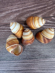 Five Phoenucobius aratus land snail shells with brown and cream spiral patterns, displayed on a wooden surface. 