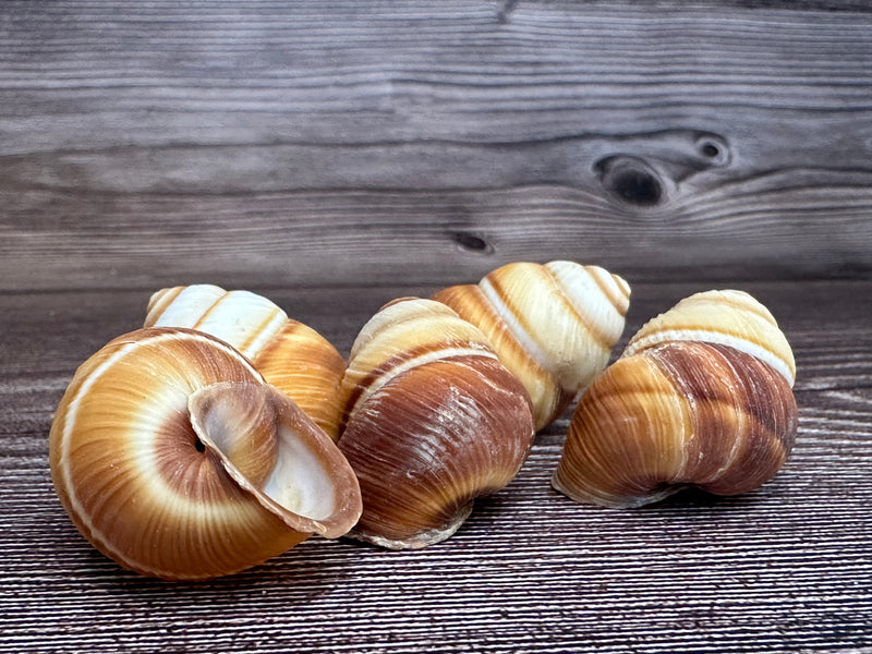 Five Phoenucobius aratus land snail shells with brown and cream spiral patterns, displayed on a wooden surface.