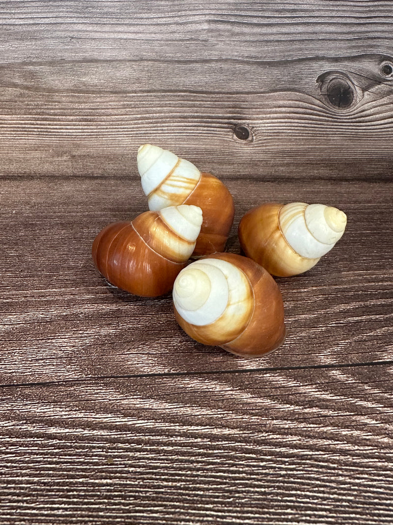 Three Helicostyla faunus land snail shells with brown and cream spiral patterns, displayed on a wooden surface.