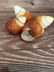 Three Helicostyla faunus land snail shells with brown and cream spiral patterns, displayed on a wooden surface.