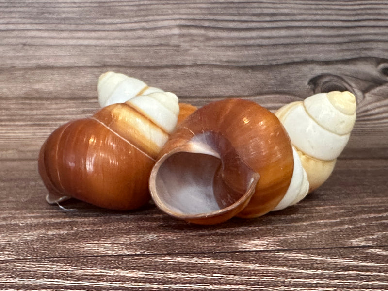 Three Helicostyla faunus land snail shells with brown and cream spiral patterns, displayed on a wooden surface.