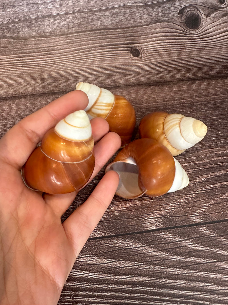 Three Helicostyla faunus land snail shells with brown and cream spiral patterns, displayed on a wooden surface.