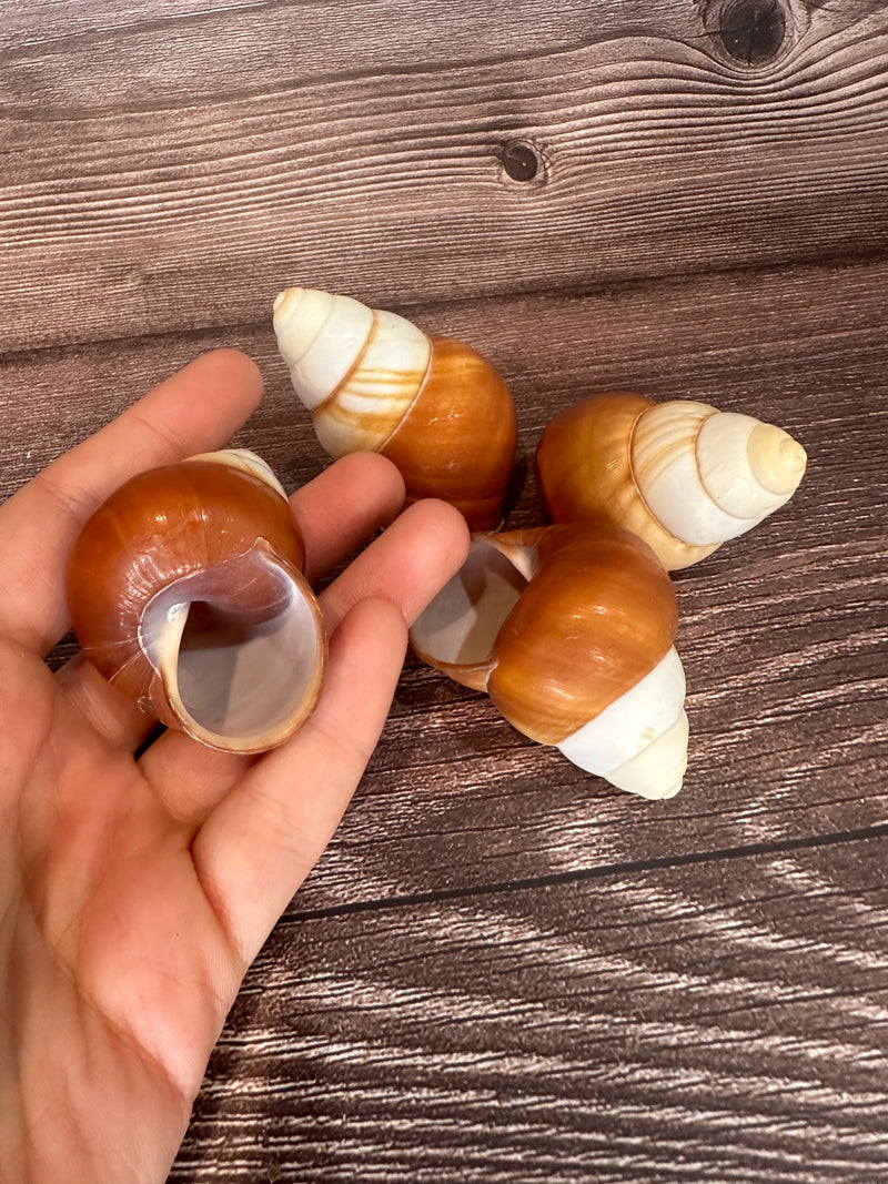 Three Helicostyla faunus land snail shells with brown and cream spiral patterns, displayed on a wooden surface.