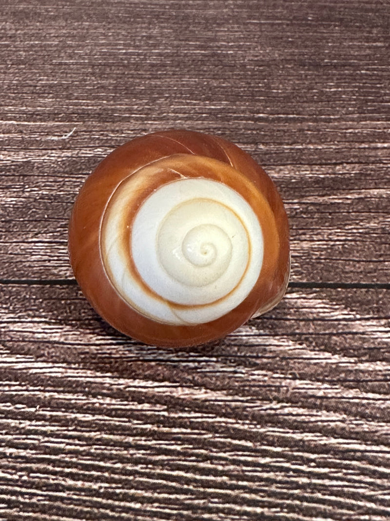 One Helicostyla faunus land snail shells with brown and cream spiral patterns, displayed on a wooden surface.