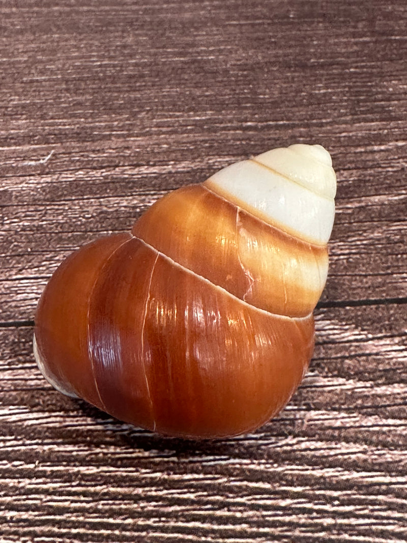 One Helicostyla faunus land snail shells with brown and cream spiral patterns, displayed on a wooden surface.