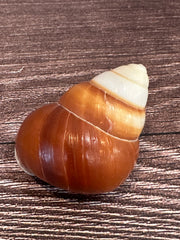 One Helicostyla faunus land snail shells with brown and cream spiral patterns, displayed on a wooden surface.