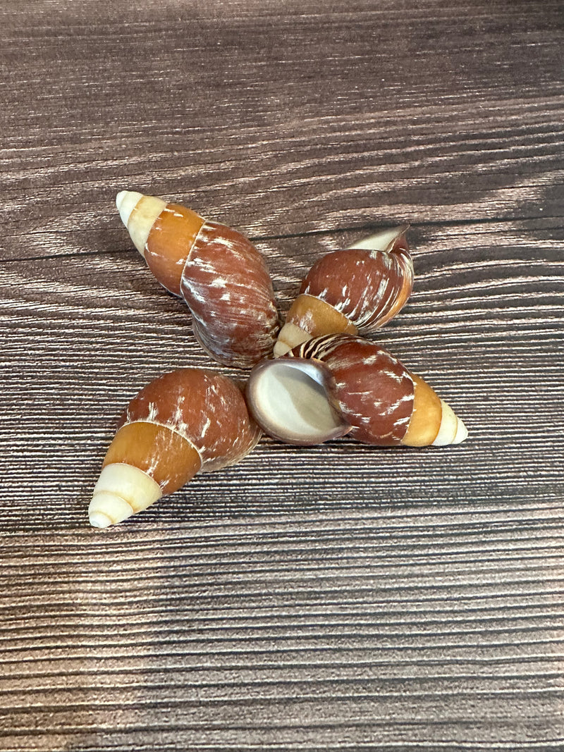 Chrysallis rollei Land Snail