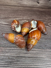 Chrysallis aspersa Land Snail