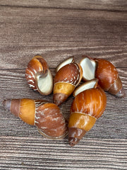 Chrysallis aspersa Land Snail