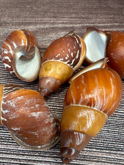 Chrysallis aspersa Land Snail