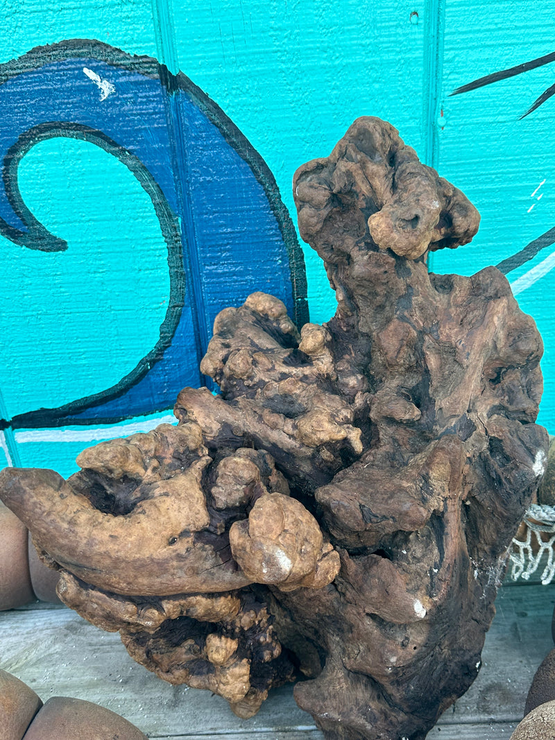 Manzanita Root Burl