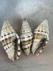 Vexillum balteolatum Trio