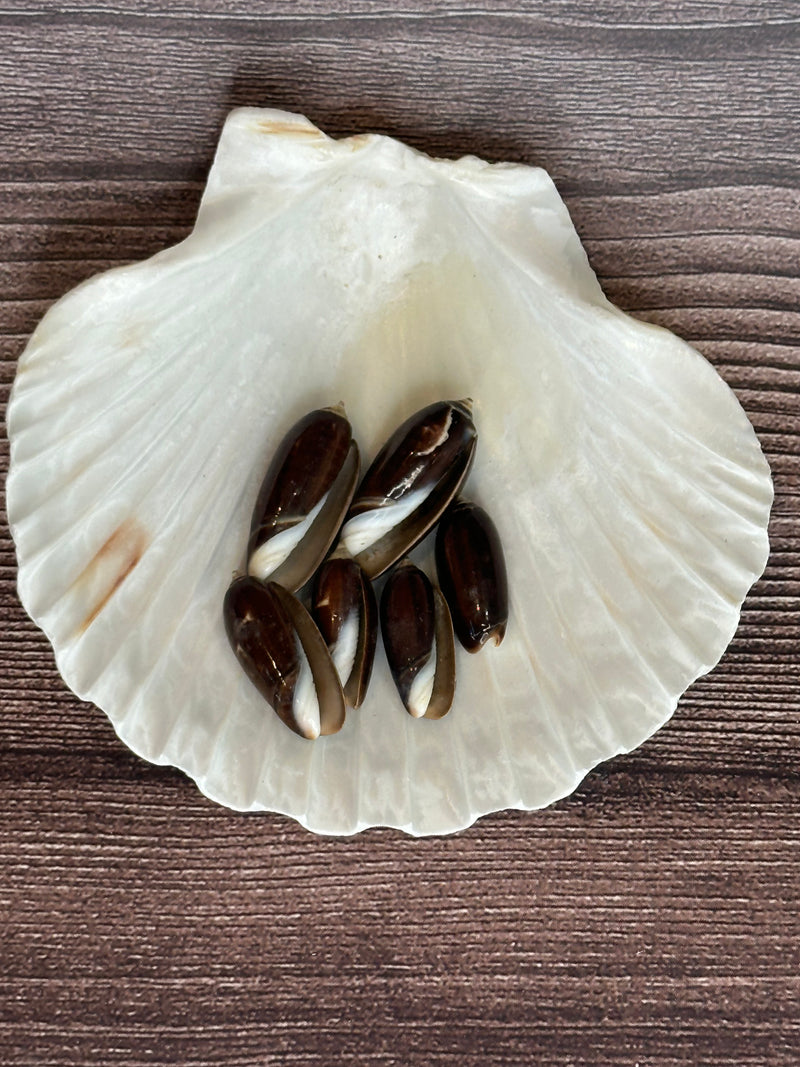 Black Olive Shells – Oliva oliva oriola (Set of 6)