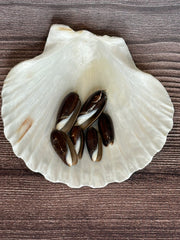 Black Olive Shells – Oliva oliva oriola (Set of 6)