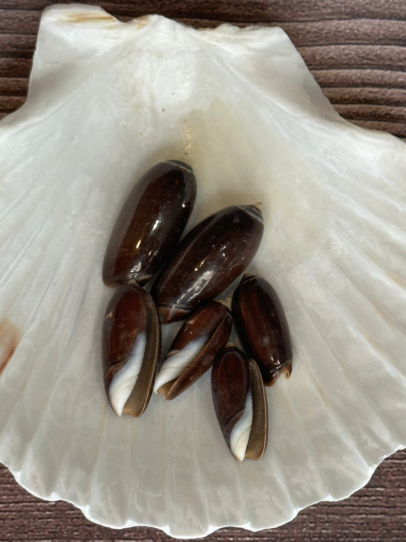 Black Olive Shells – Oliva oliva oriola (Set of 6)