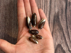 Black Olive Shells – Oliva oliva oriola (Set of 6)