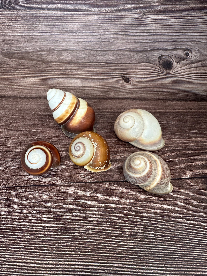 Set of 5 Mixed Land Snails – Varying Colors & Conditions (1"-2.5")