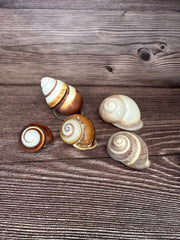 Set of 5 Mixed Land Snails – Varying Colors & Conditions (1