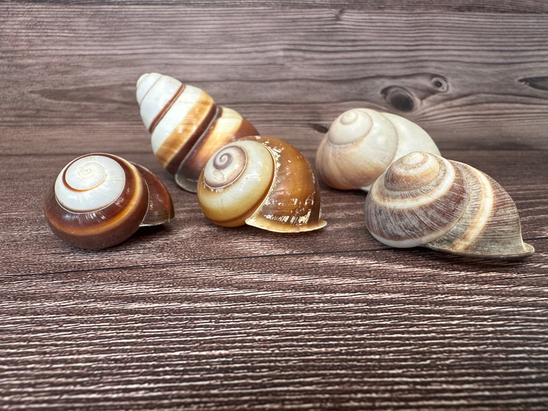 Set of 5 Mixed Land Snails – Varying Colors & Conditions (1"-2.5")