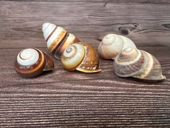 Set of 5 Mixed Land Snails – Varying Colors & Conditions (1