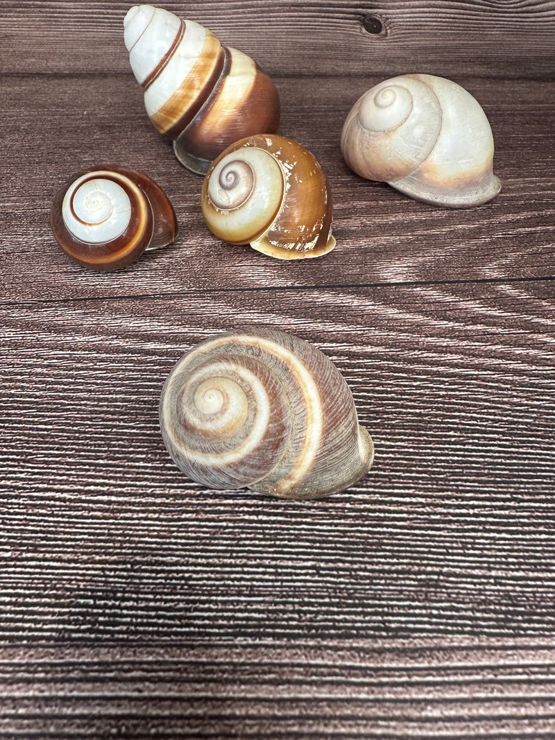 Set of 5 Mixed Land Snails – Varying Colors & Conditions (1"-2.5")