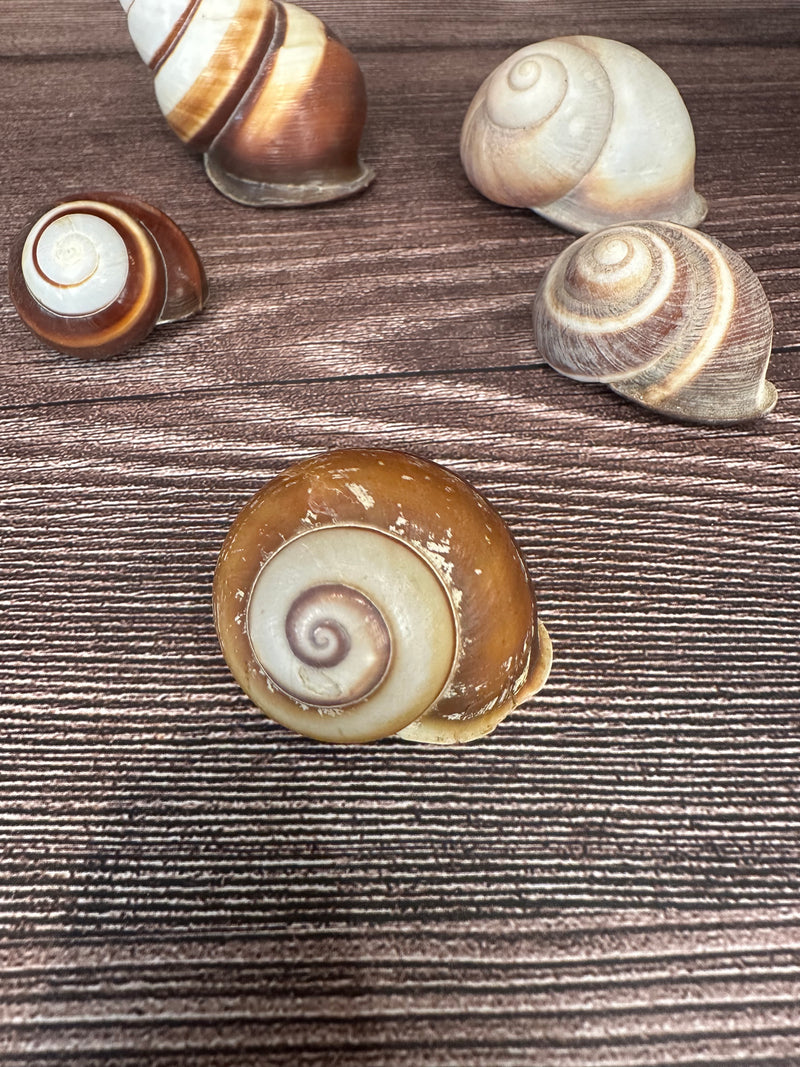 Set of 5 Mixed Land Snails – Varying Colors & Conditions (1"-2.5")