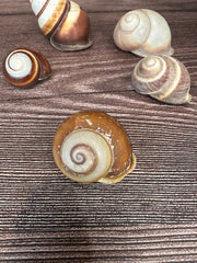 Set of 5 Mixed Land Snails – Varying Colors & Conditions (1