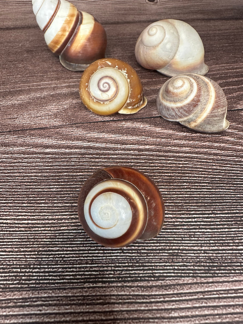 Set of 5 Mixed Land Snails – Varying Colors & Conditions (1"-2.5")