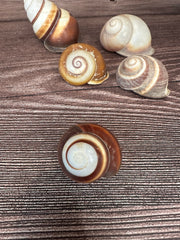 Set of 5 Mixed Land Snails – Varying Colors & Conditions (1