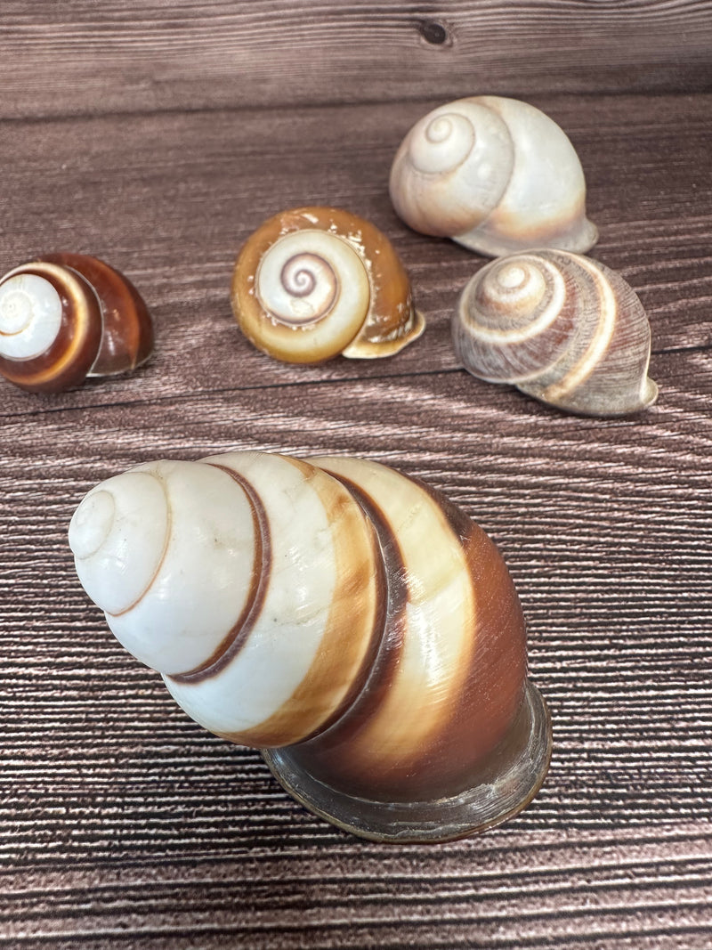 Set of 5 Mixed Land Snails – Varying Colors & Conditions (1"-2.5")