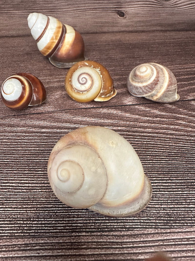 Set of 5 Mixed Land Snails – Varying Colors & Conditions (1"-2.5")