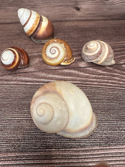 Set of 5 Mixed Land Snails – Varying Colors & Conditions (1